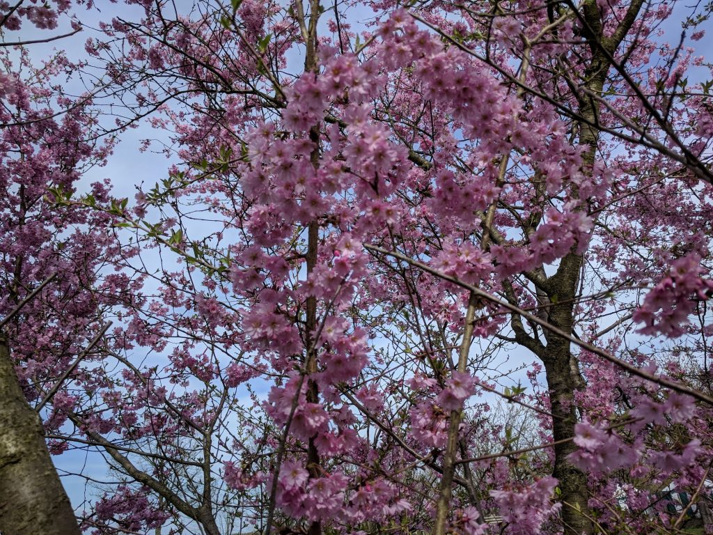 ベルリン　桜