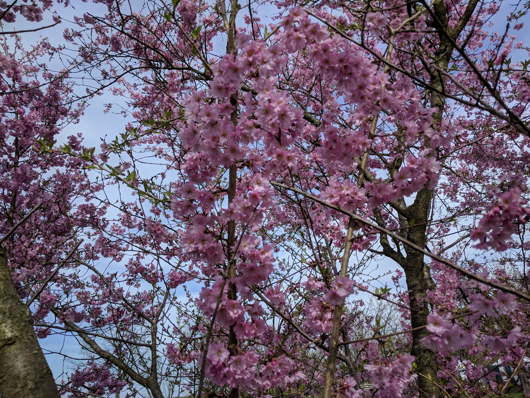 ドイツにも桜が その背景にある美しい理由とベルリンのお花見スポット