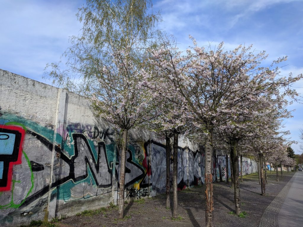 ベルリン　桜