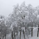 山形蔵王　樹氷